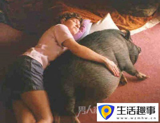 猪的搞笑瞬间：前一秒你还枕着猪 后一秒就把猪给卖了(图3)