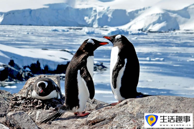 南极到底有多少种企鹅？(图2)