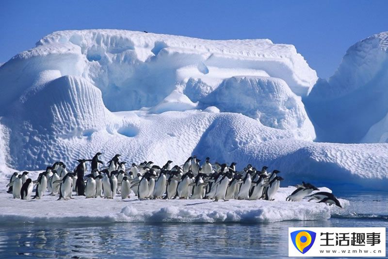 南极到底有多少种企鹅？(图1)