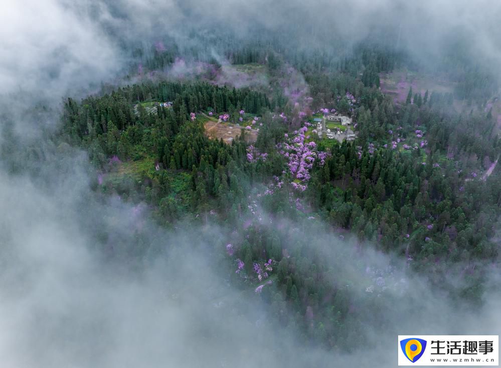 扎根深山 守护杜鹃花家园