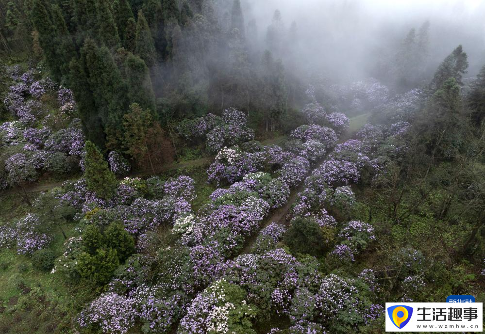 扎根深山 守护杜鹃花家园(图2)