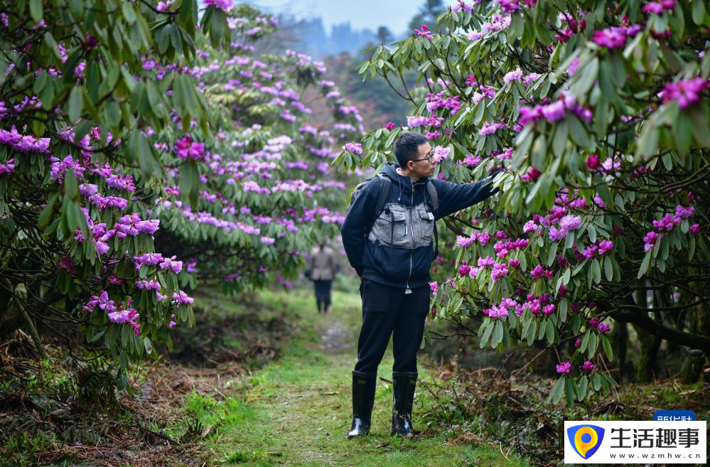 扎根深山 守护杜鹃花家园(图4)