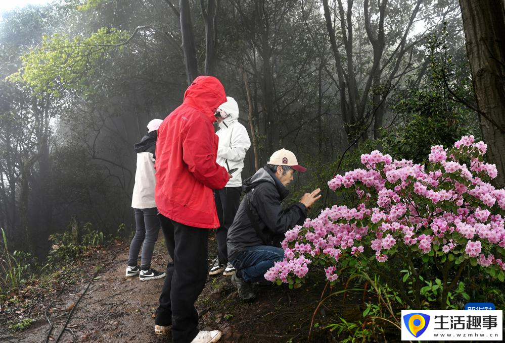 扎根深山 守护杜鹃花家园(图5)