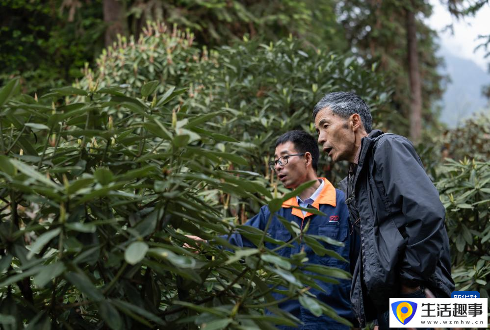 扎根深山 守护杜鹃花家园(图8)