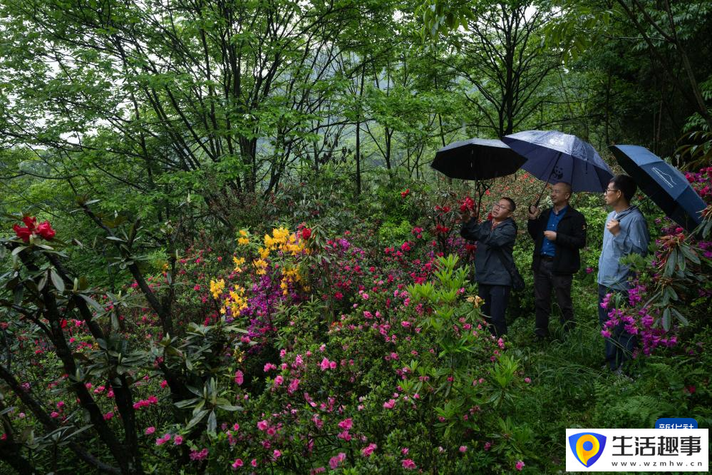 扎根深山 守护杜鹃花家园(图15)