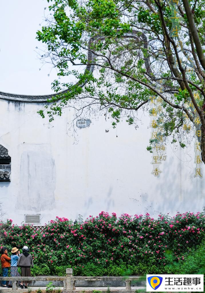 千年水乡街巷展新颜(图9)