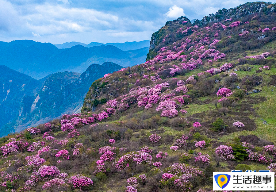 红池坝高山杜鹃红(图1)