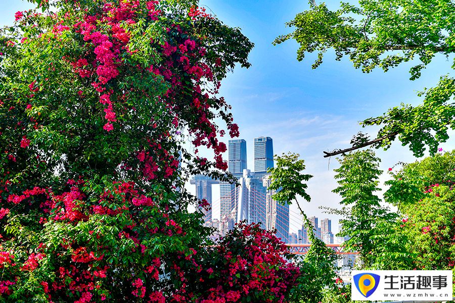 繁花扮靓山水城(图1)