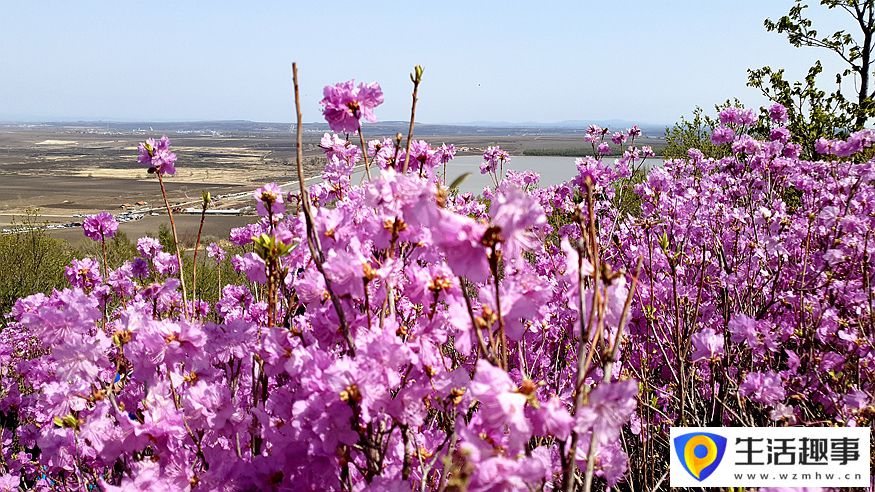 黑龙江鸡西：春光暖 山花烂漫迎游客(图2)