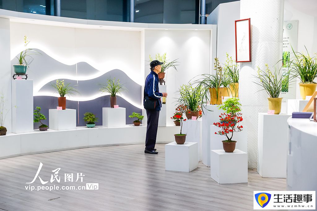 第六届上海国际兰展启幕(图3)