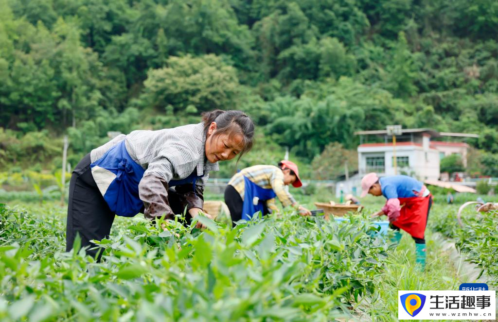 夏日喜收获(图2)