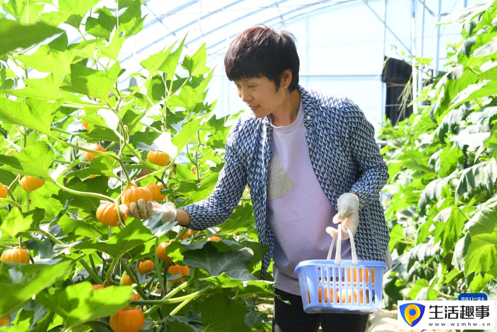南瓜成熟收获忙(图1)