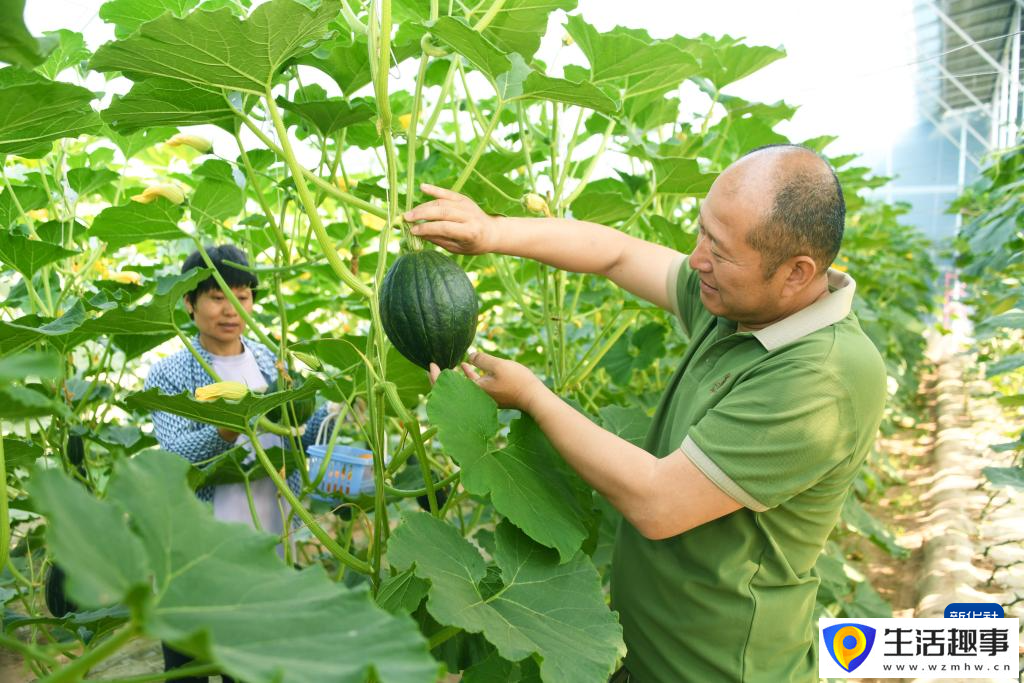 南瓜成熟收获忙(图2)