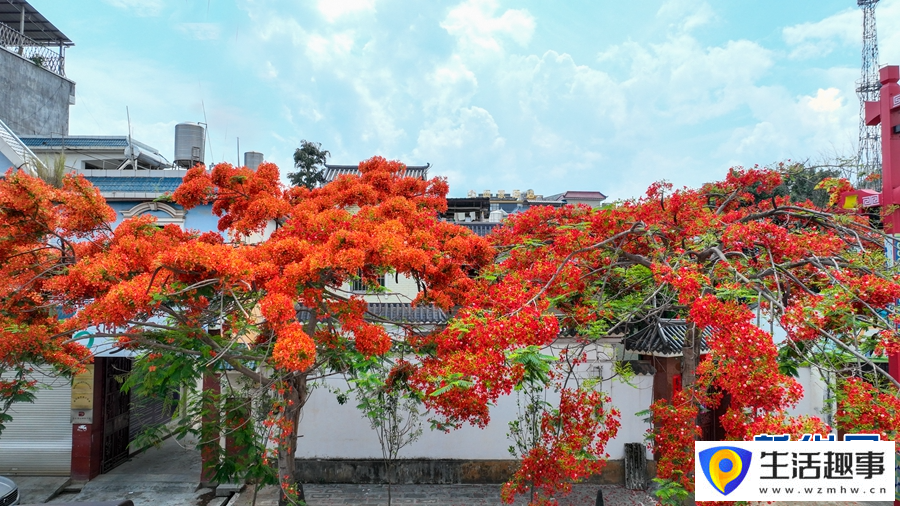 凤凰花盛开似火(图6)