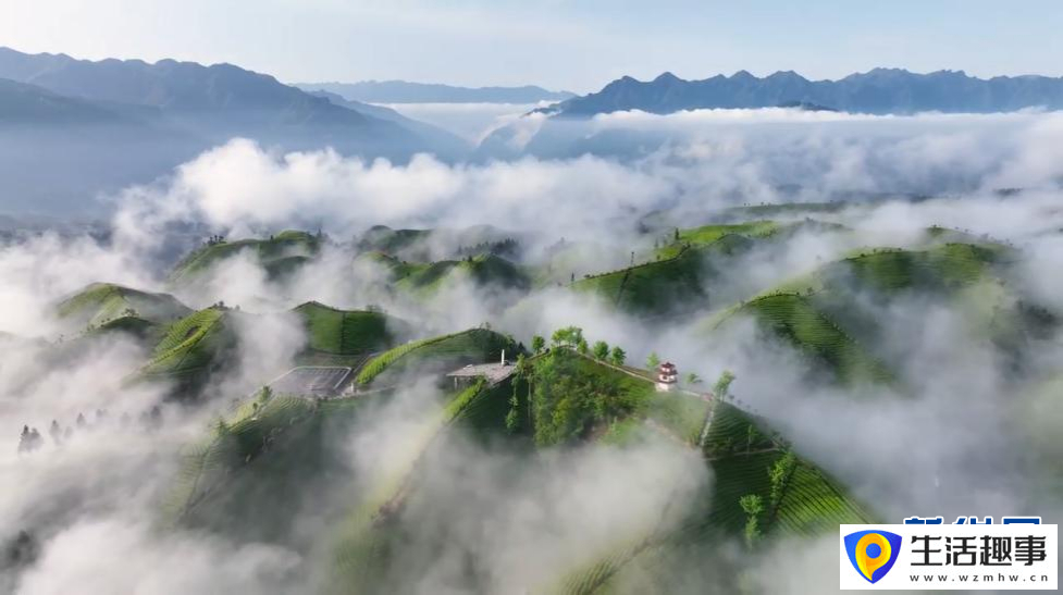 美！雨后茶园似仙境(图1)