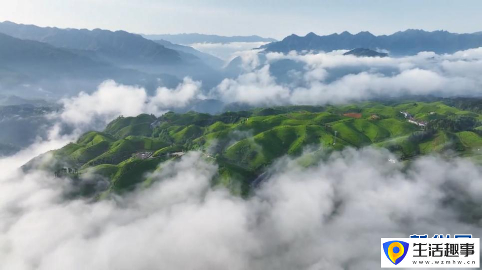 美！雨后茶园似仙境(图2)