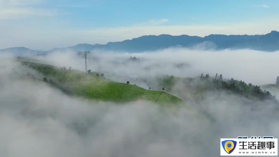美！雨后茶园似仙境(图3)