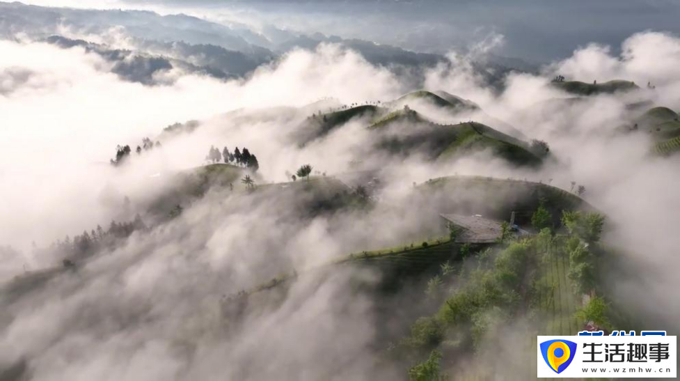 美！雨后茶园似仙境(图4)
