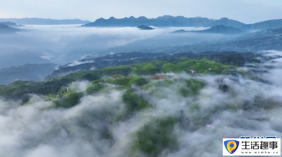 美！雨后茶园似仙境(图5)