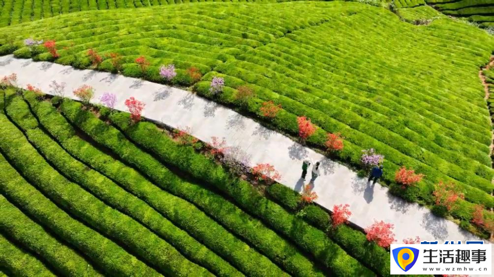 美！雨后茶园似仙境(图6)