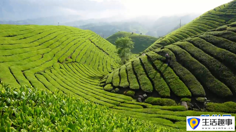 美！雨后茶园似仙境(图8)