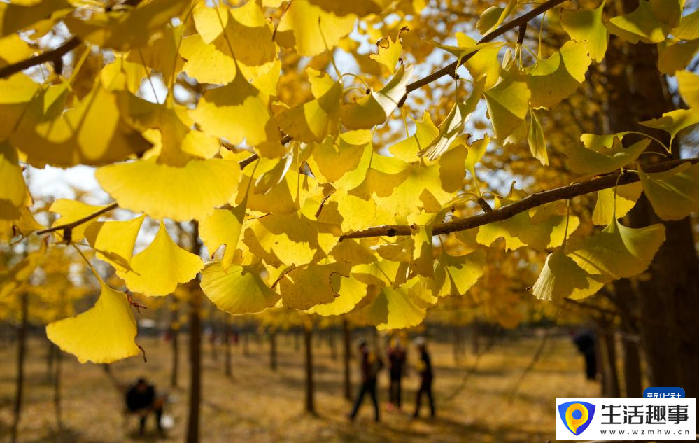 银杏林里秋色浓(图1) 银杏林里秋色浓(图1)