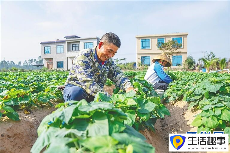 养鳄鱼、种荔枝、种凤梨……海南这些“亿元村”是怎么发展起来的？(图4)
