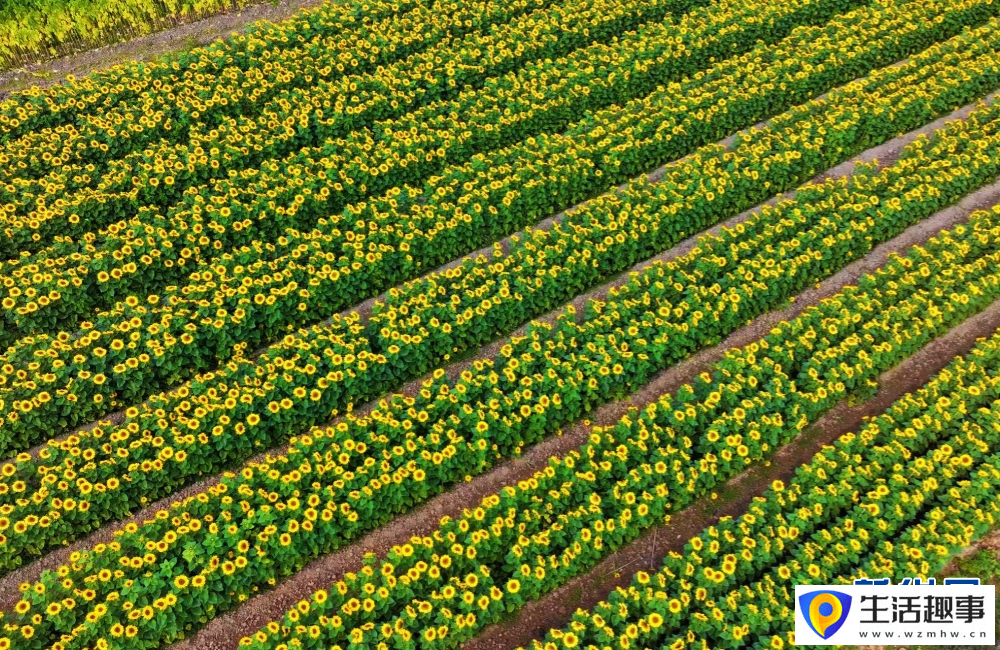 云南景谷金葵漫野 绘就春日绚烂景致(图1) 云南景谷金葵漫野 绘就春日绚烂景致(图1)