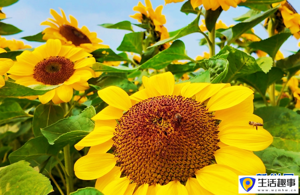 云南景谷金葵漫野 绘就春日绚烂景致(图2) 云南景谷金葵漫野 绘就春日绚烂景致(图2)