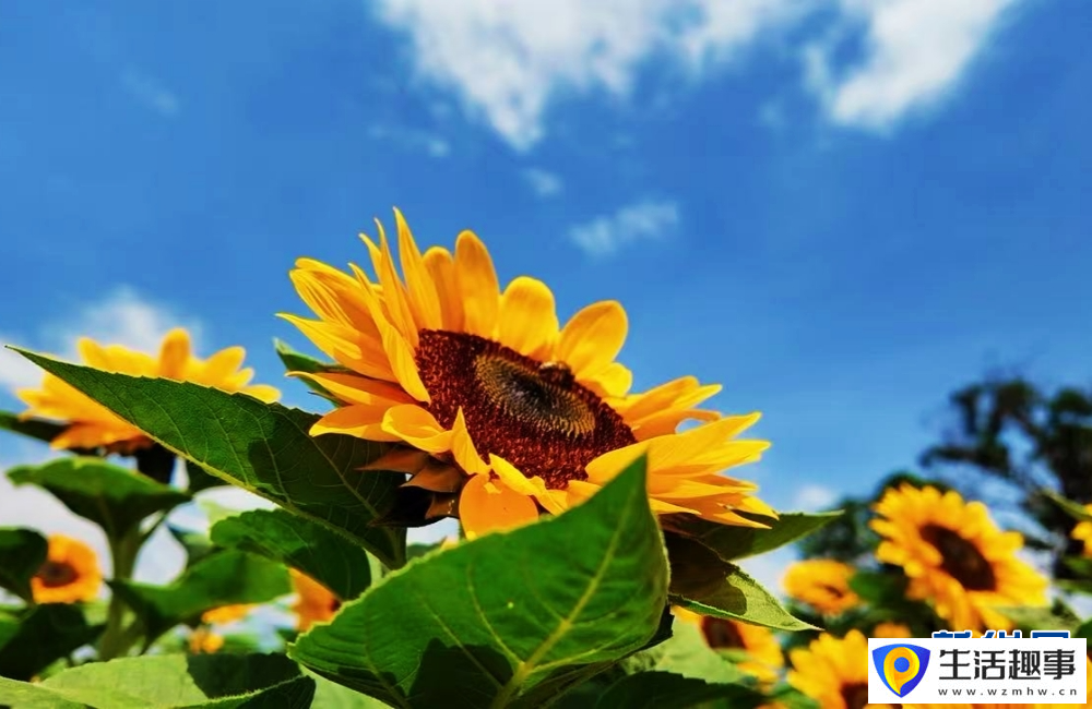 云南景谷金葵漫野 绘就春日绚烂景致(图3) 云南景谷金葵漫野 绘就春日绚烂景致(图3)