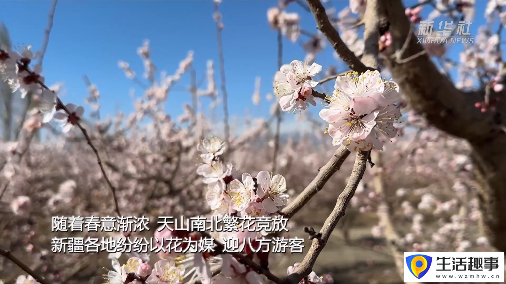 新疆以花为媒 绘旅游新图景(图1) 新疆以花为媒 绘旅游新图景(图1)